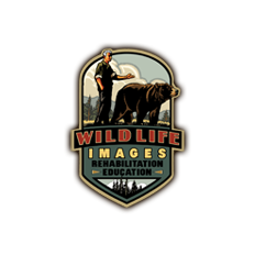 Wildlife Images